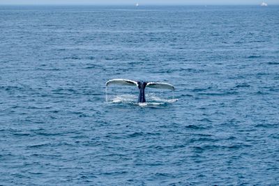 Whale watching tour north of Cape Cod