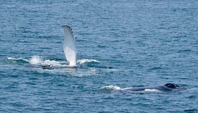 Whale watching tour north of Cape Cod