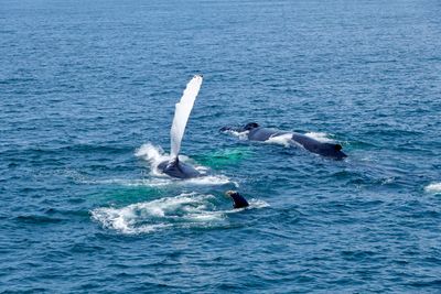 Whale watching tour north of Cape Cod
