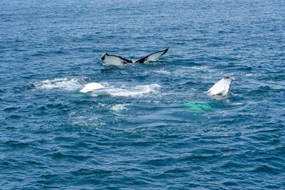 Whale watching tour north of Cape Cod