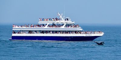 Another whale watching tour boat
