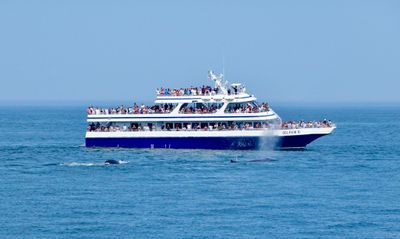 Another whale watching tour boat