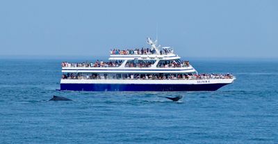 Whales off Cape Cod
