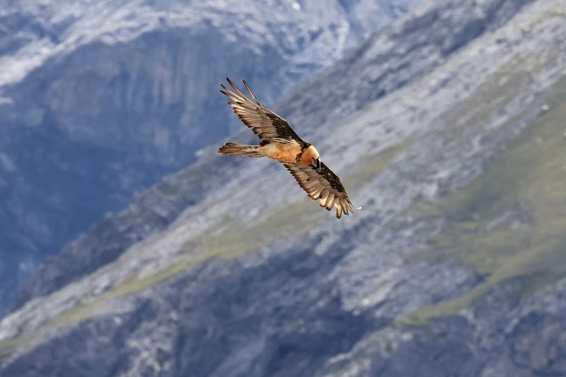 Lammergeier