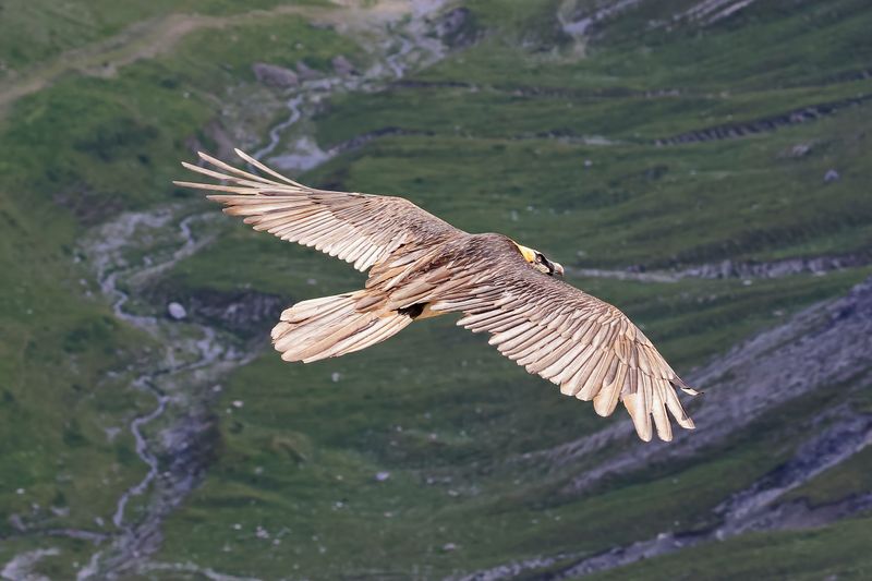 Lammergeier