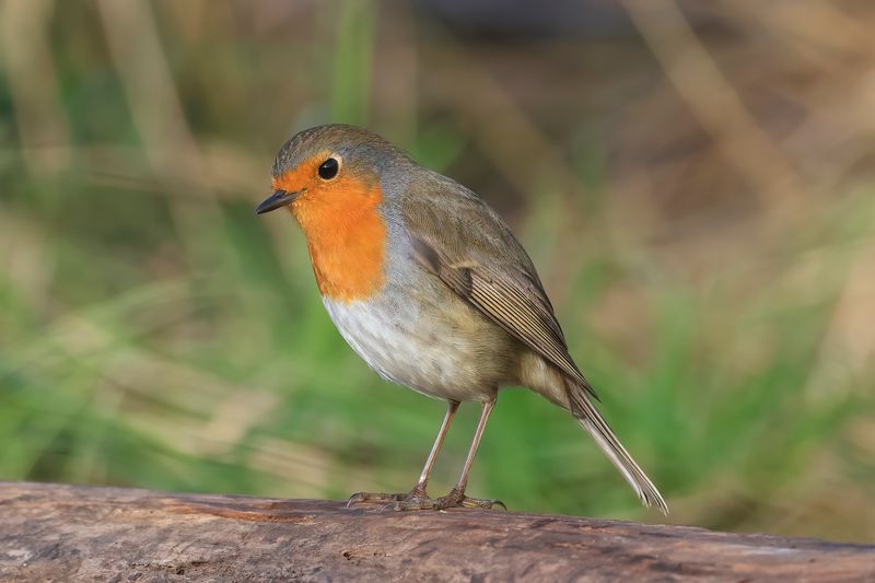Robin