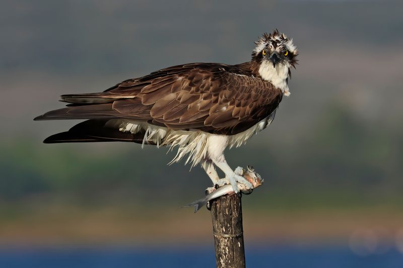 Osprey