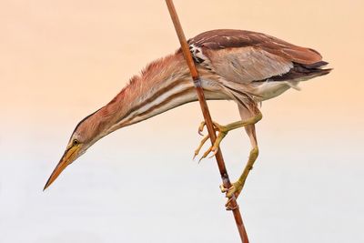 Little Bittern