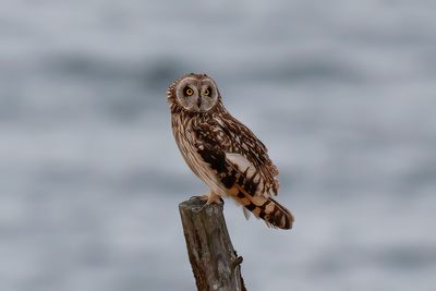 Short-eared Owl