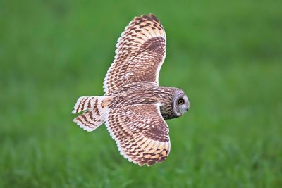 Short Eared Owl