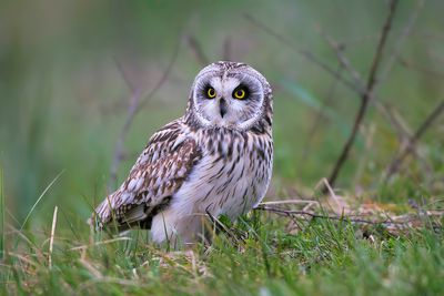 Short Eared Owl