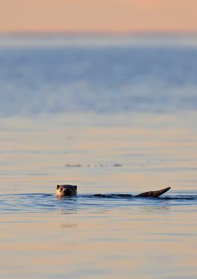 Otter at sunset