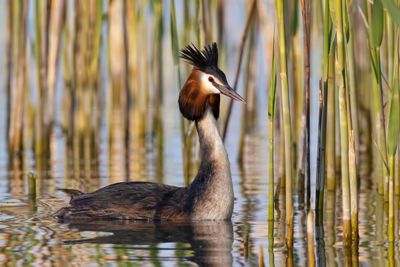 Great Crested Grebe