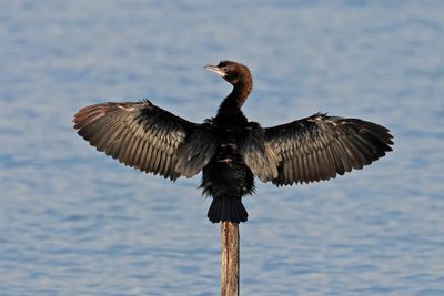 Pygmy Cormorant