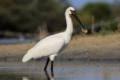 Spoonbill