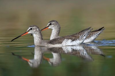 Spotted redshanks
