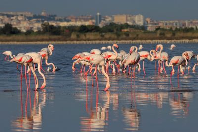 Flamingoes near Cagliari