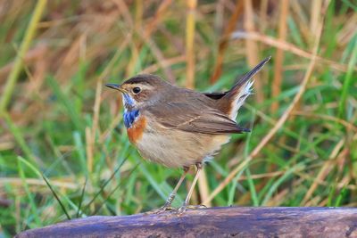 Bluethroat