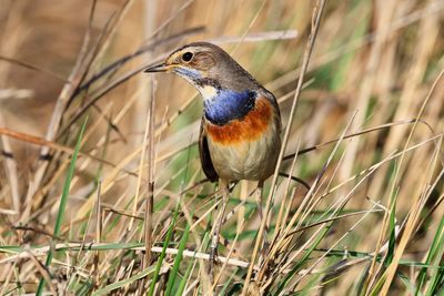 Bluethroat