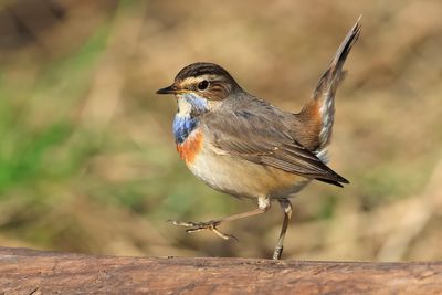 Bluethroat