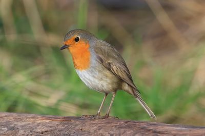 Robin