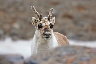 Reindeer