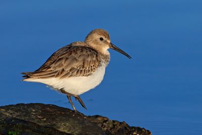 Dunlin