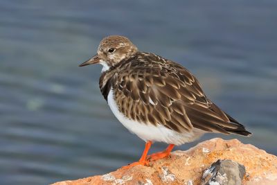 Ruddy Turnstone