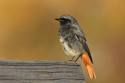 Black Redstart