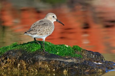 Dunlin