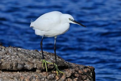 Little Egret