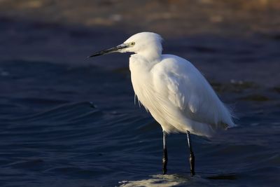 Little Egret