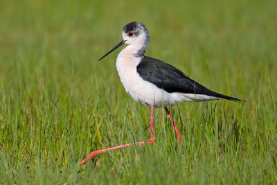 Black-winged Stilt