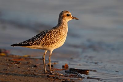 Grey Plover