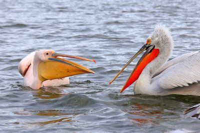 Dalmatian and White Pelican