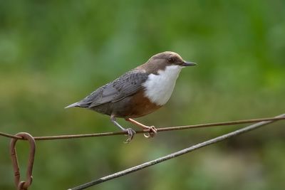 Dipper