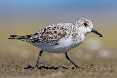 Sanderling