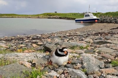 Ringed Plover