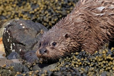 Otter 