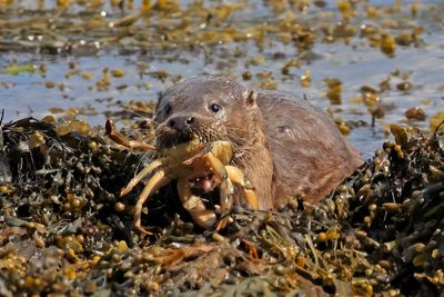 Otter with crab