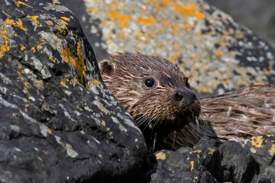 Otter 