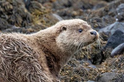 Otter
