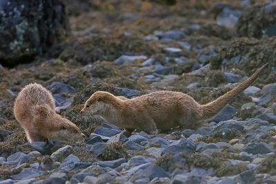 Otters