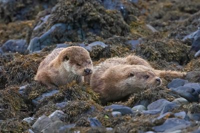 Otters