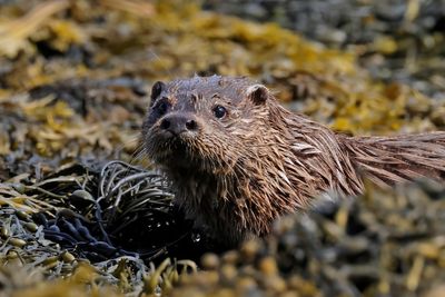 Otter
