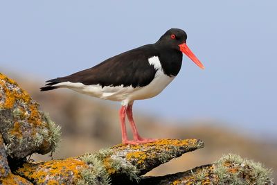 Oystercatcher