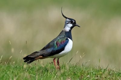 Lapwing