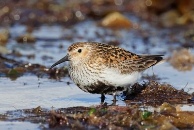Dunlin