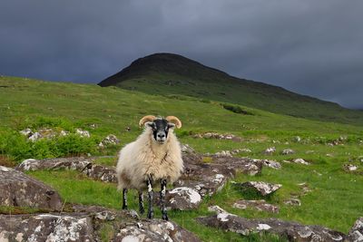 The ram 