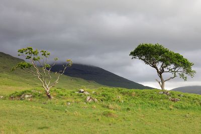 Mull Island - Hebrides